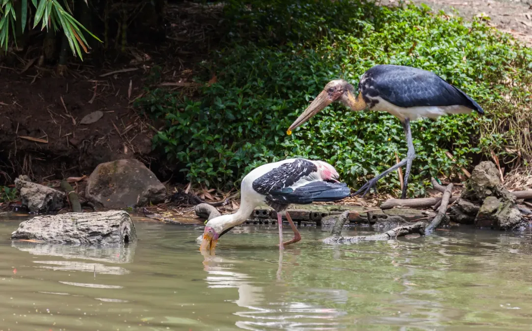 File:Marabú menor (Leptoptilos javanicus), Zoo de Ciudad Ho Chi Minh, Vietnam, 2013-08-14, DD 02.JPG