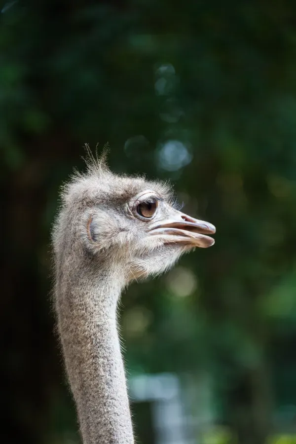 File:Avestruz (Struthio camelus), Zoo de Ciudad Ho Chi Minh, Vietnam, 2013-08-14, DD 02.JPG