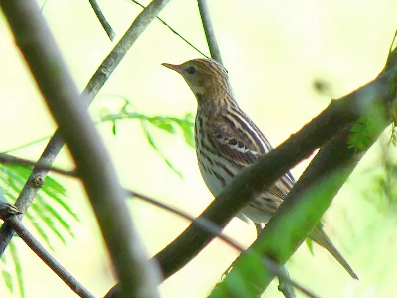 File:Anthus gustavi gustavi.JPG