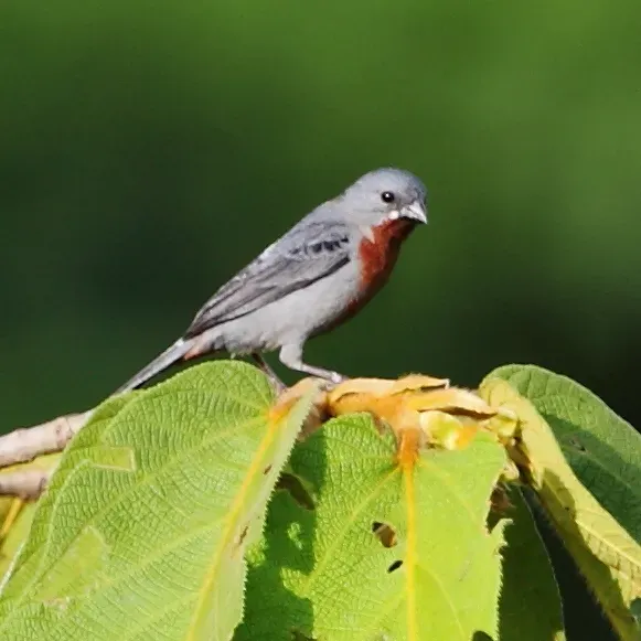 File:Sporophila castaneiventris - Chestnut-bellied Seedeater (male).JPG