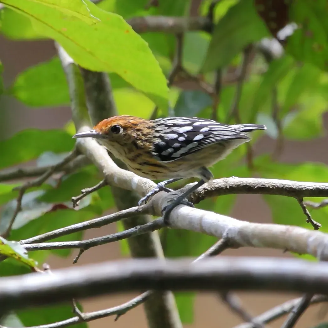 File:Myrmotherula multostriata - Amazonian Streaked-Antwren (female).JPG