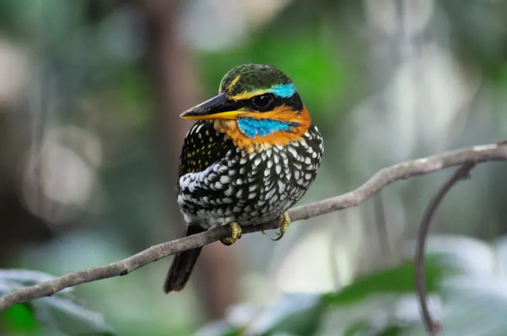 File:Actenoides lindsayi -Philippines -male-8.jpg