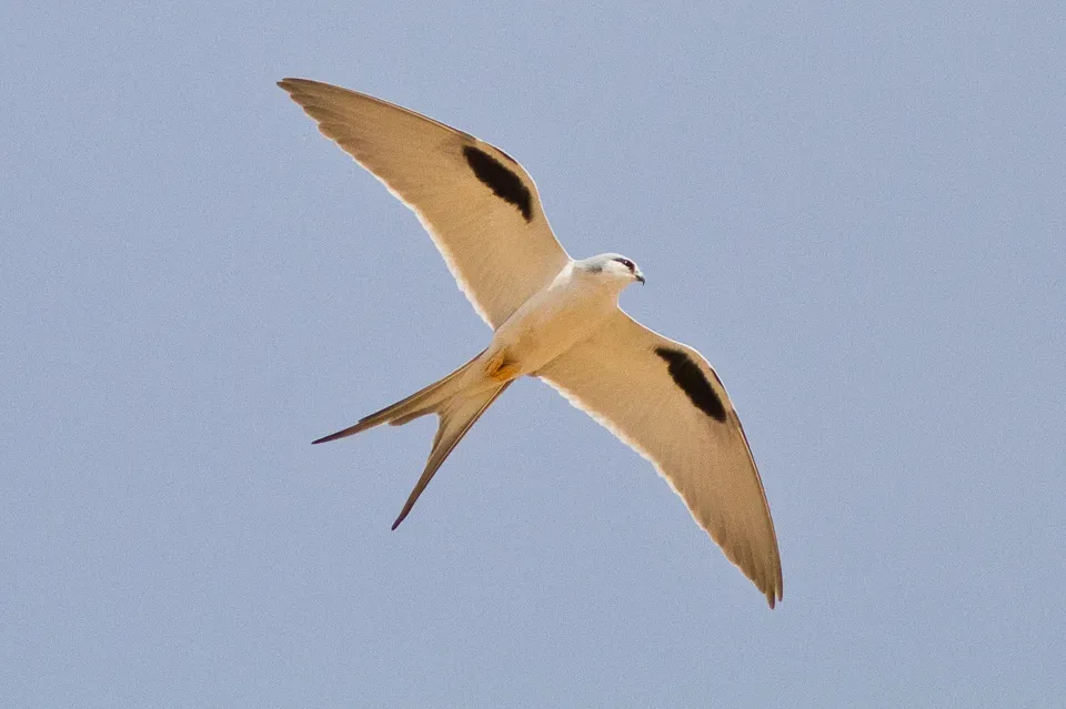 File:Chelictinia riocourii -Far North Region, Cameroon -flying-8.jpg