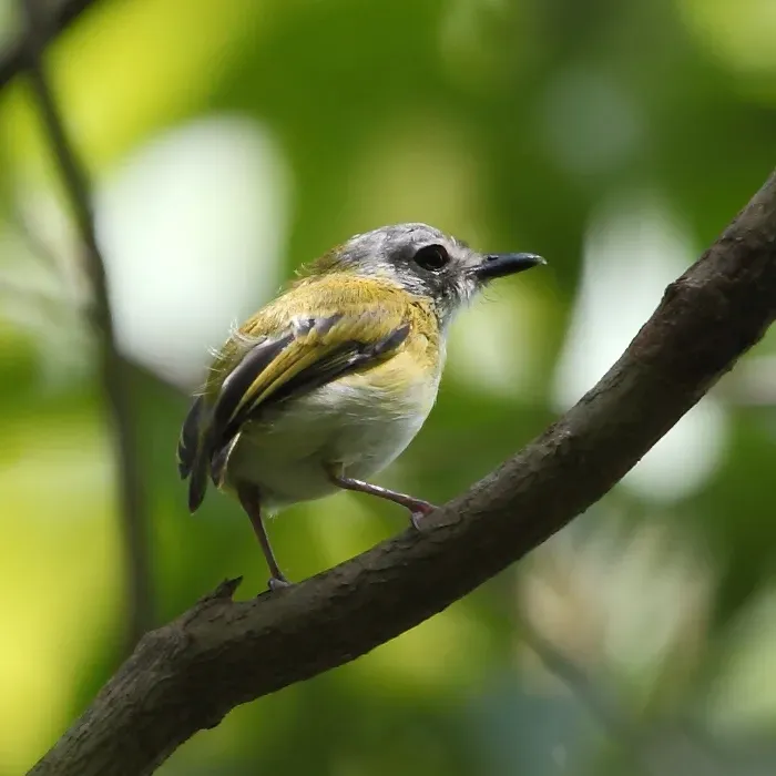 File:Myiornis ecaudatus - Short-tailed Pygmy-Tyrant.jpg