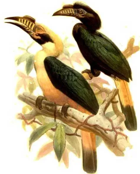 File:Penelopides panini (Couple).jpg