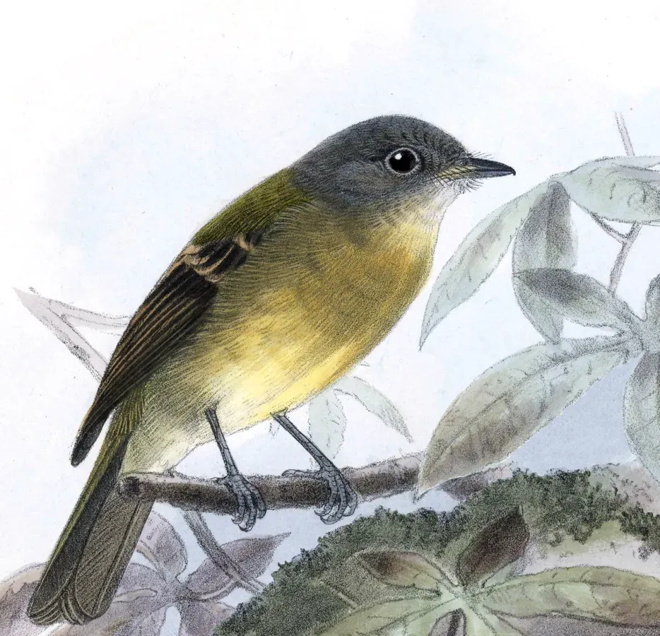 File:Biologia Centrali-Americana Aphanotriccus capitalis.jpg