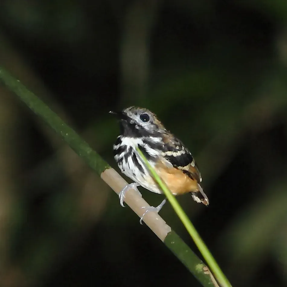 File:Hylophylax punctulatus - Dot-backed Antbird (male).JPG