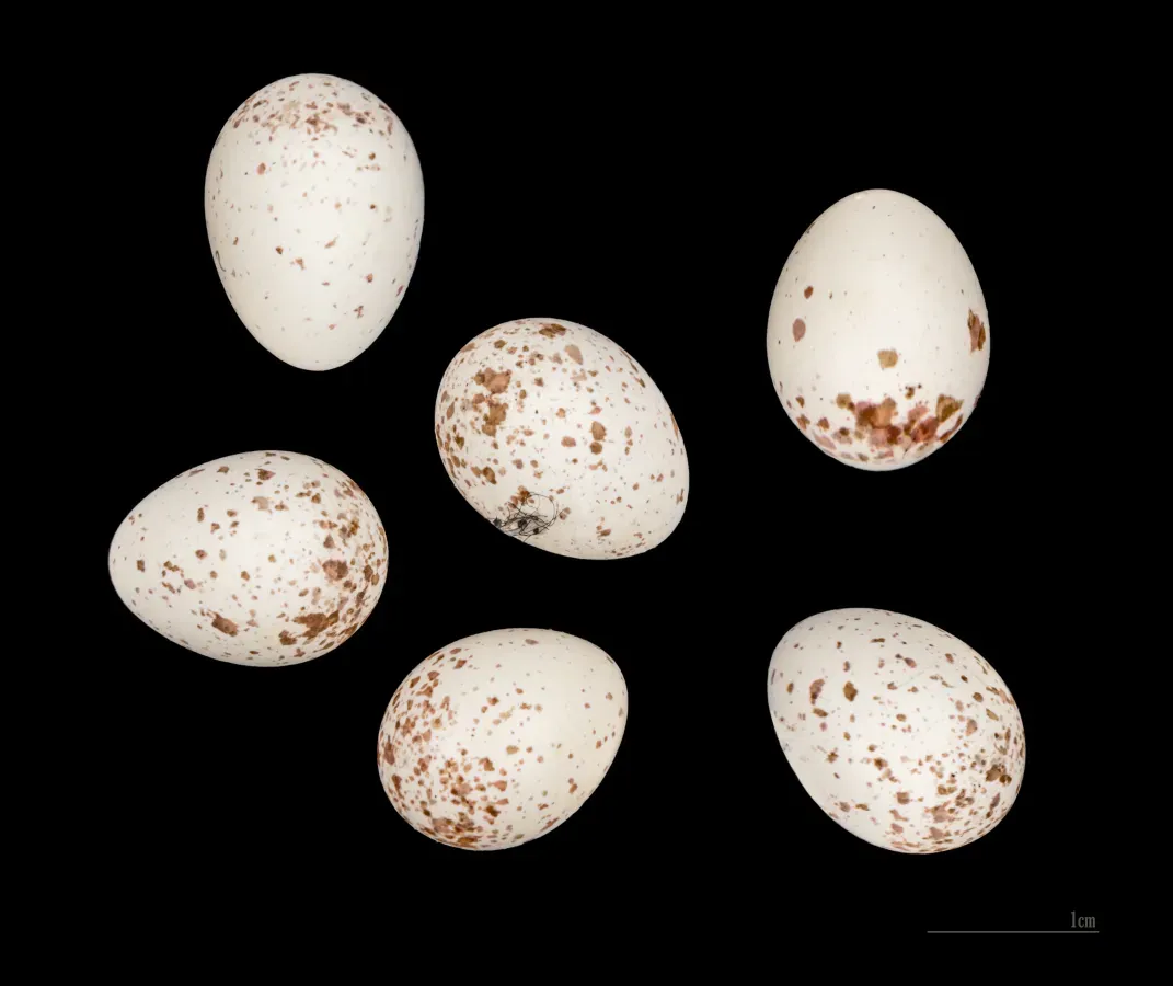 File:Cyanistes teneriffae ultramarinus (Bonaparte, 1841) 323 Aïn-Chénia, El Aouinet Algérie.jpg
