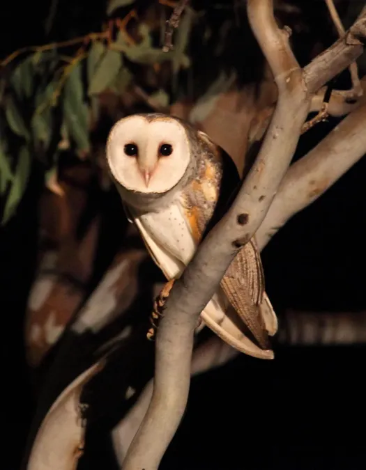 File:Tyto javanica delicatula - Christopher Watson.jpg
