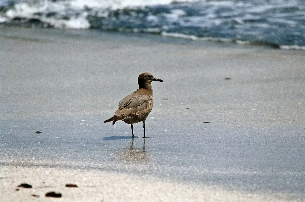 File:Leucophaeus modestus Paracas 1.jpg