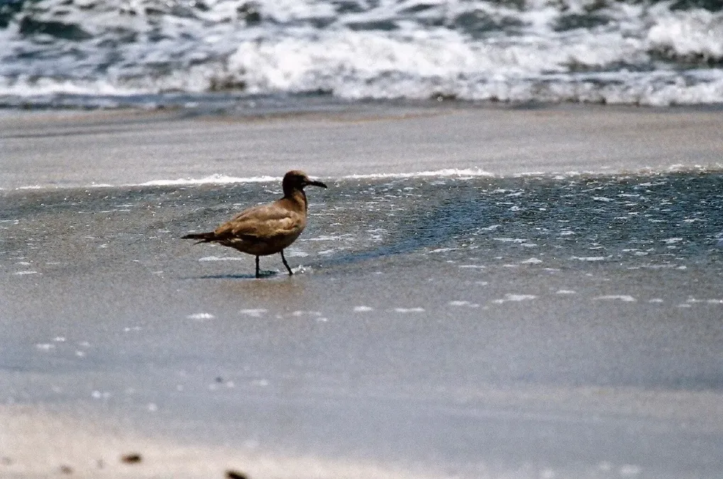 File:Leucophaeus modestus Paracas 2.jpg