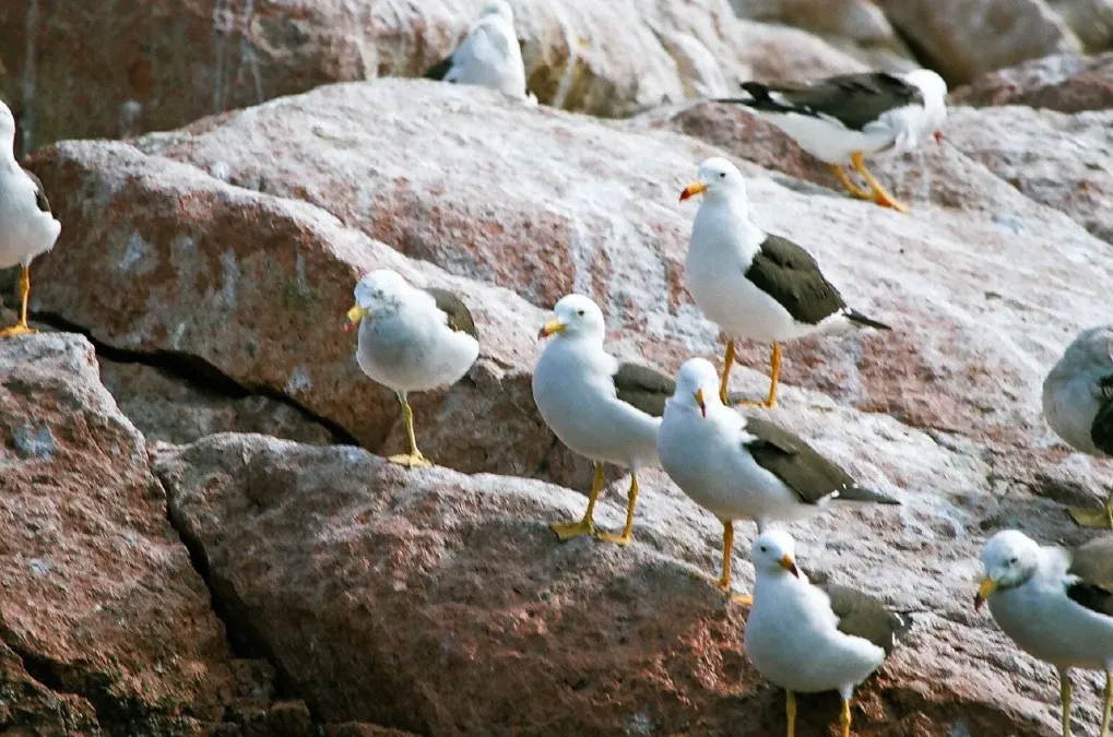 File:Larus belcheri Paracas 1.jpg
