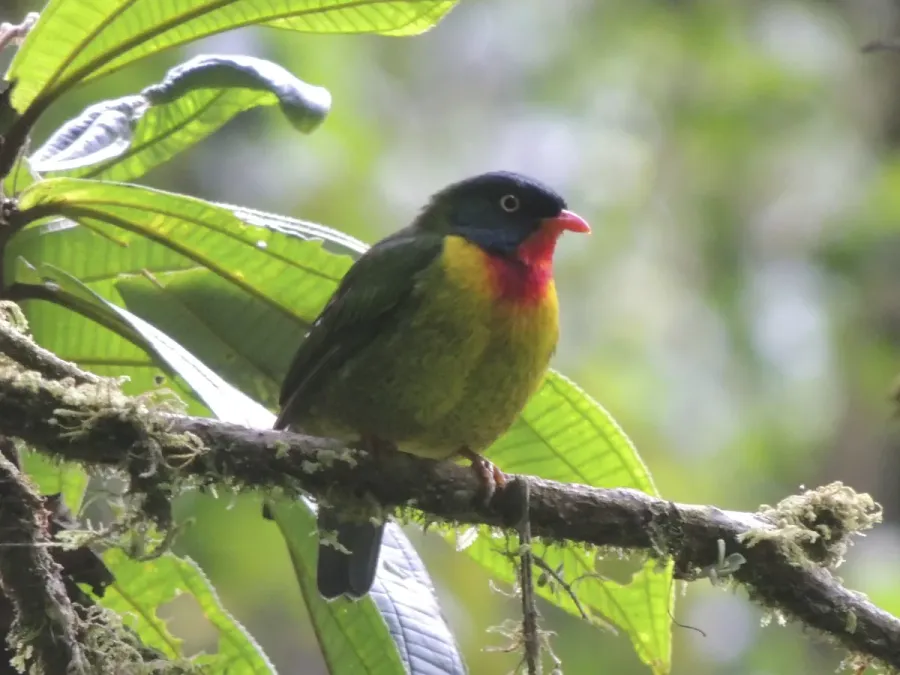 File:Pipreola frontalis squamipectus.jpg