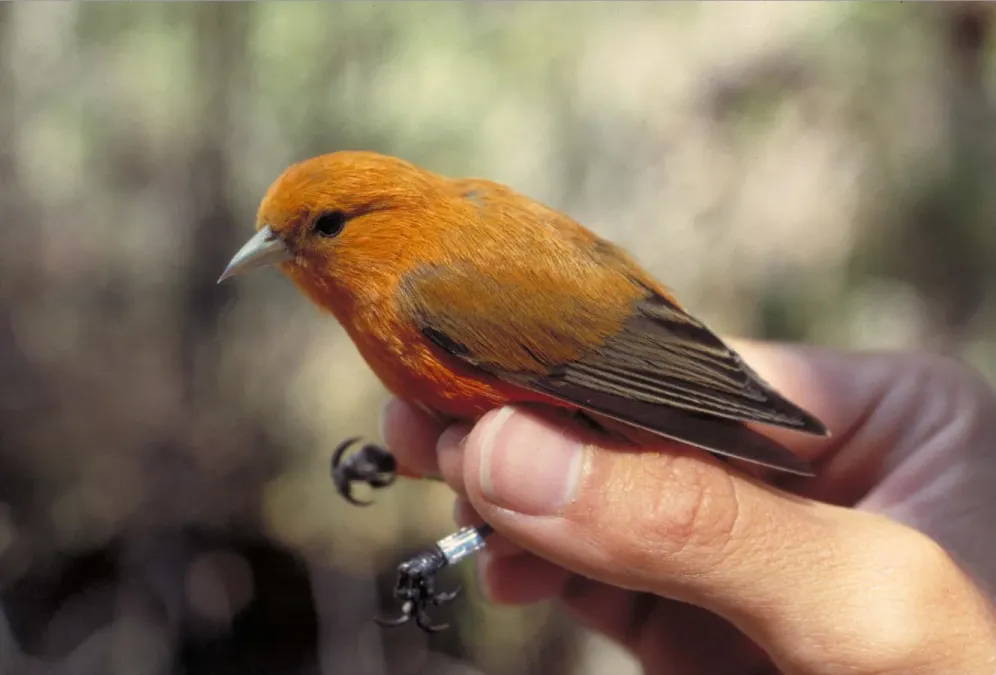 File:Loxops coccineus male.jpg