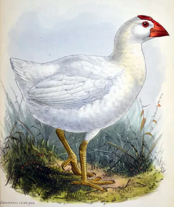 File:Porphyrio albus 1873.jpg