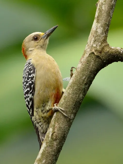 File:Red-crowned Woodpecker (Melanerpes rubricapillus).jpg