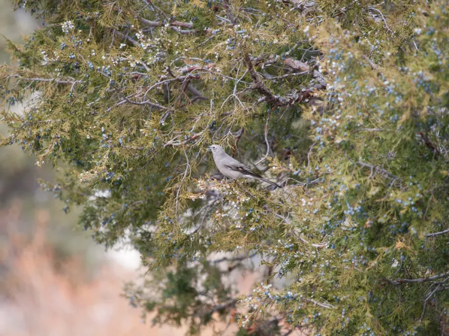 File:Myadestes townsendi Juniperus scopulorum 1.jpg