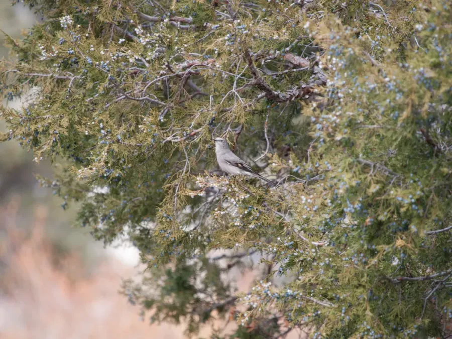 File:Myadestes townsendi Juniperus scopulorum 2.jpg