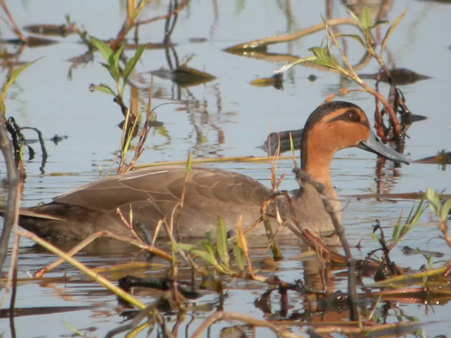 File:Anas luzonica, Candaba Marsh, Luzon 1.jpg