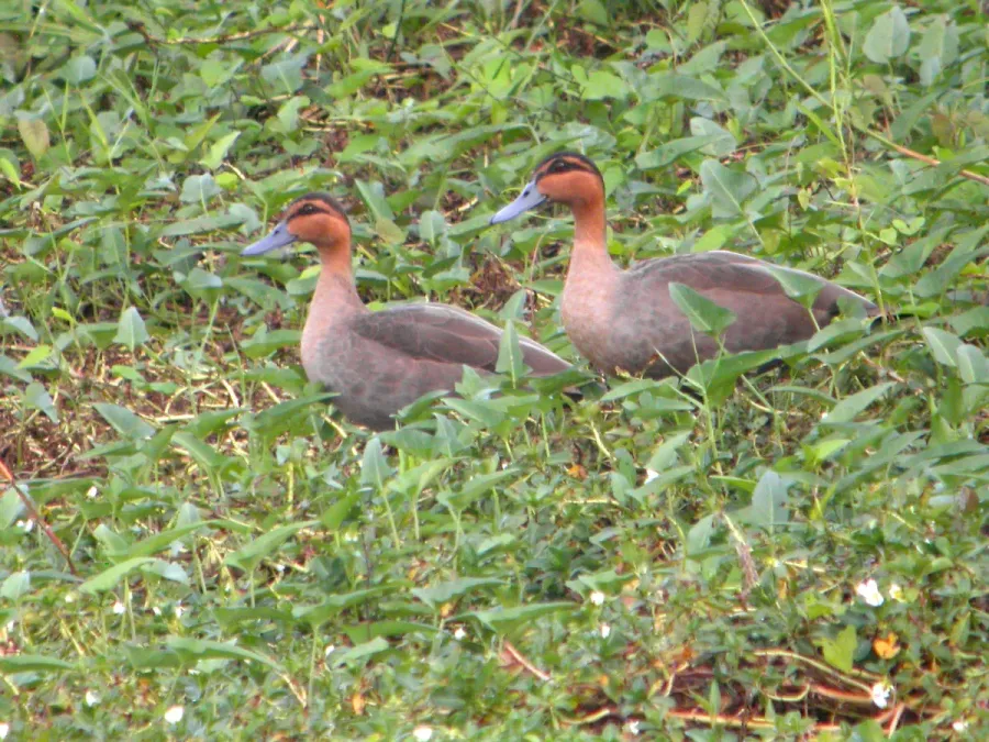 File:Anas luzonica, Candaba Marsh, Luzon 2.jpg