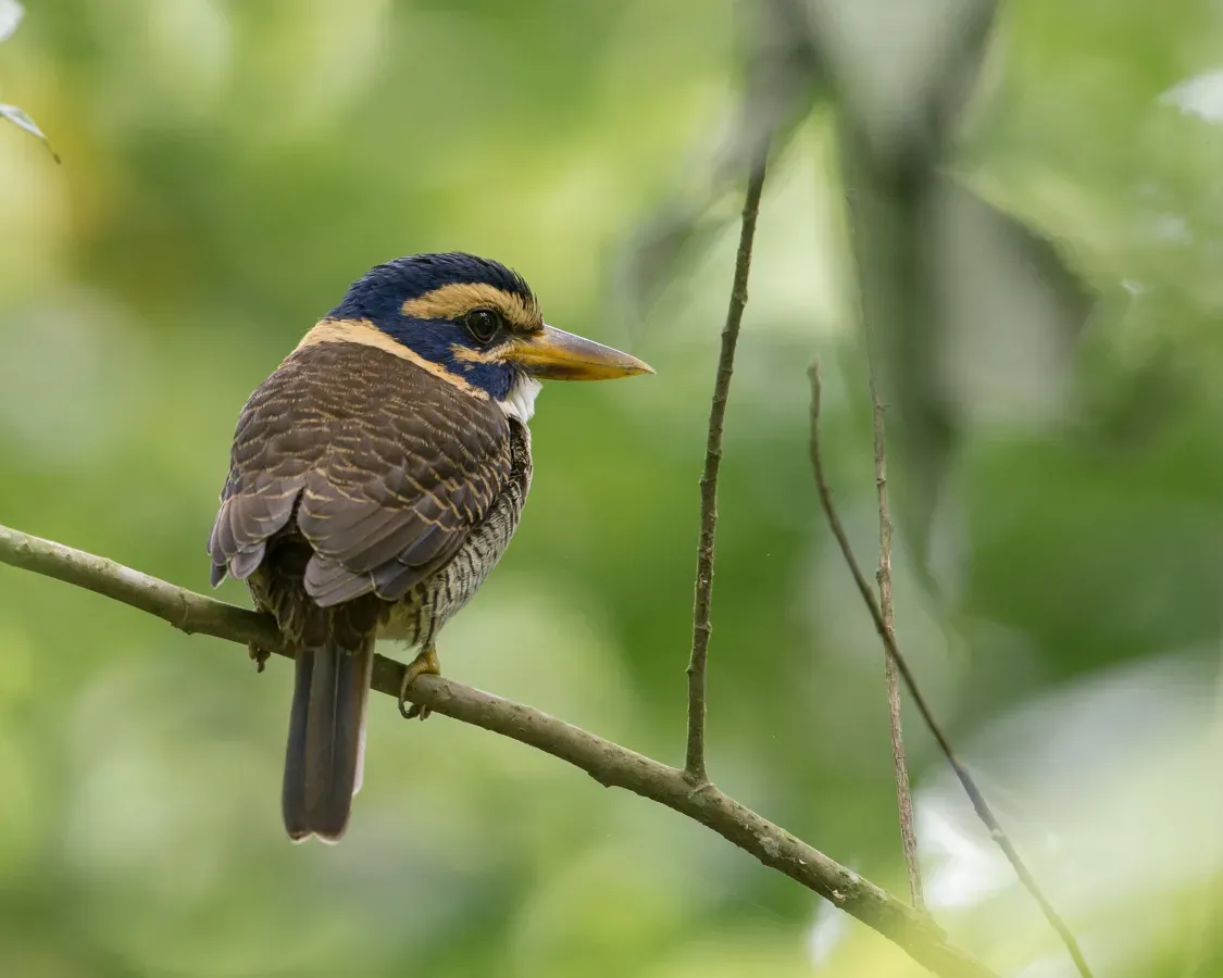 File:Actenoides princeps.jpg