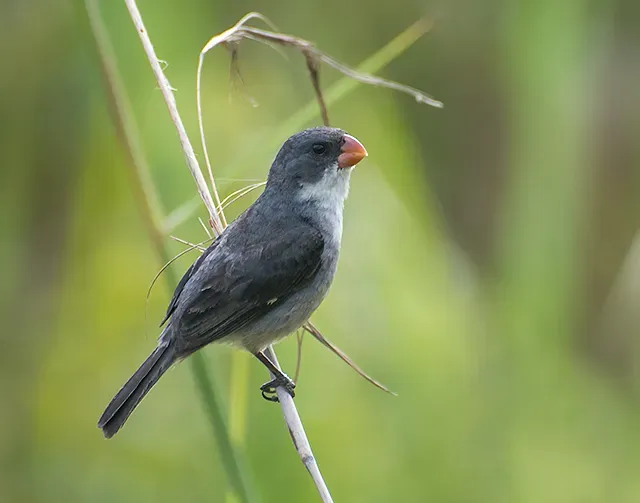 File:Sporophila leucoptera-male.jpg