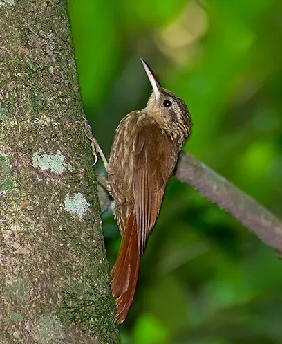 File:Xiphorhynchus fuscus 1.jpg