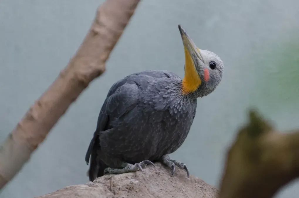 File:Mulleripicus pulverulentus.jpg
