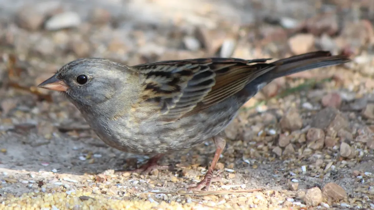 File:Emberiza variabilis (0s9).JPG