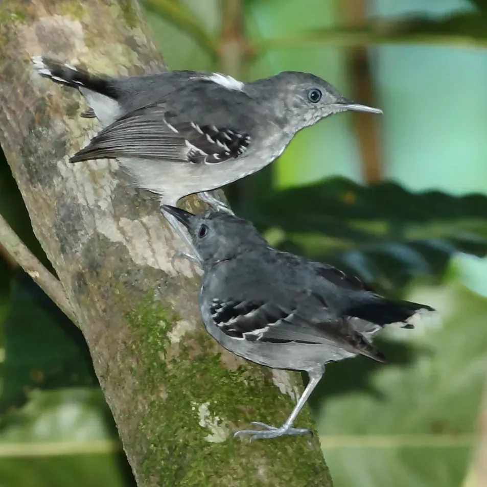 File:Hypocnemoides maculicauda - Band-tailed Antbird.JPG