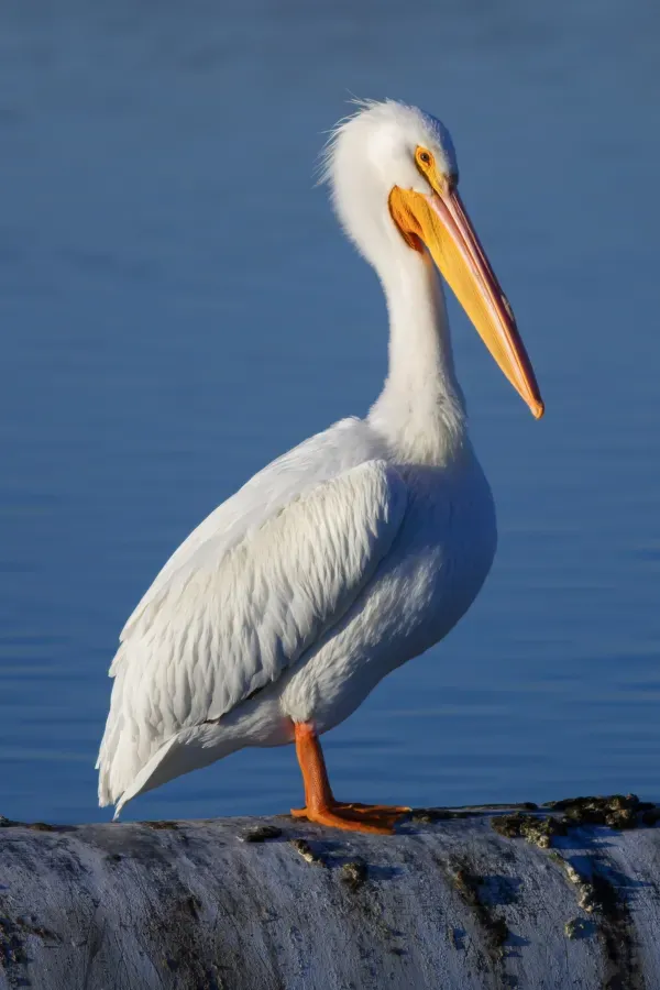 File:Pelecanus erythrorhynchos at Las Gallinas Wildlife Ponds.jpg