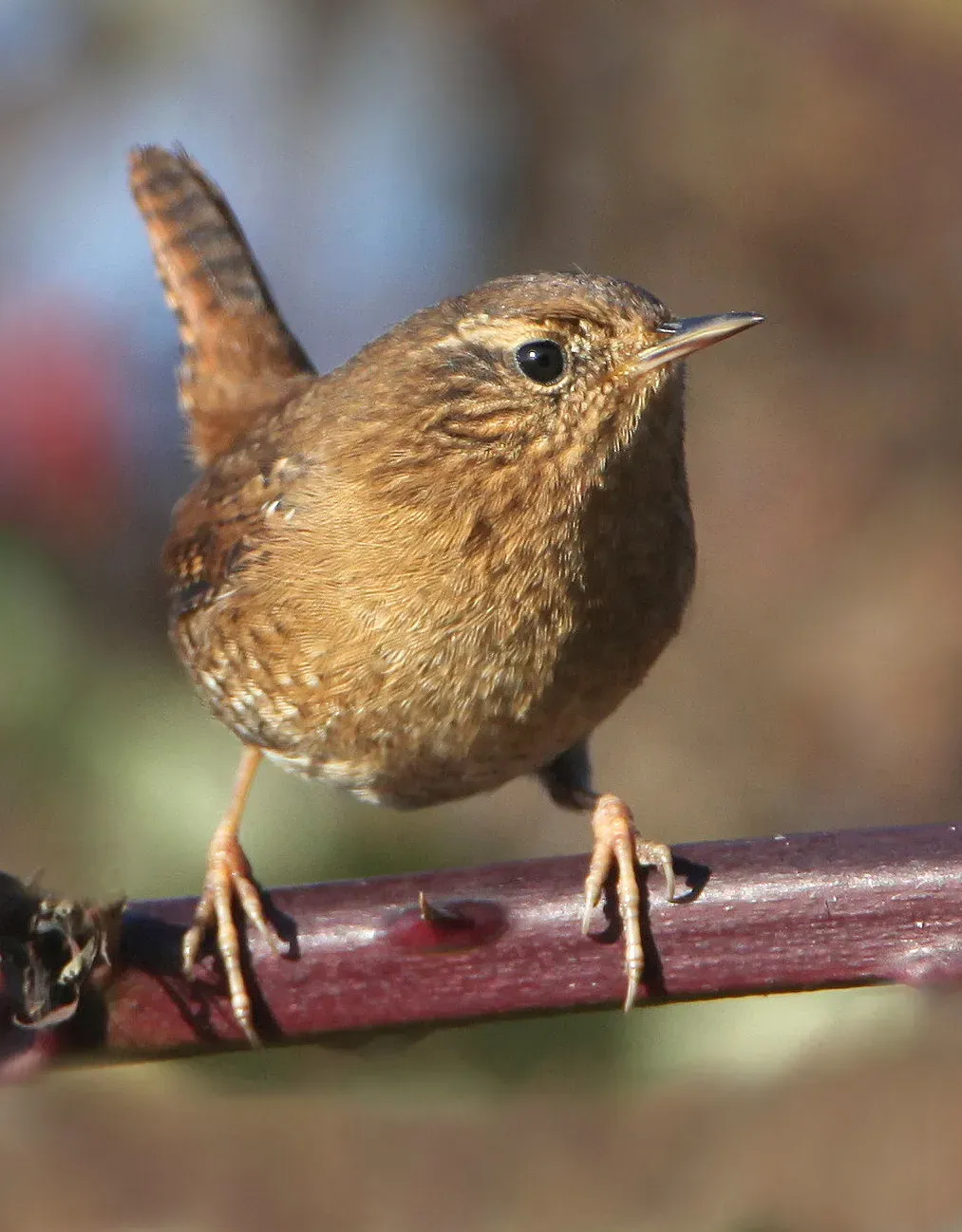 File:Troglodytes pacificus, 1.jpg