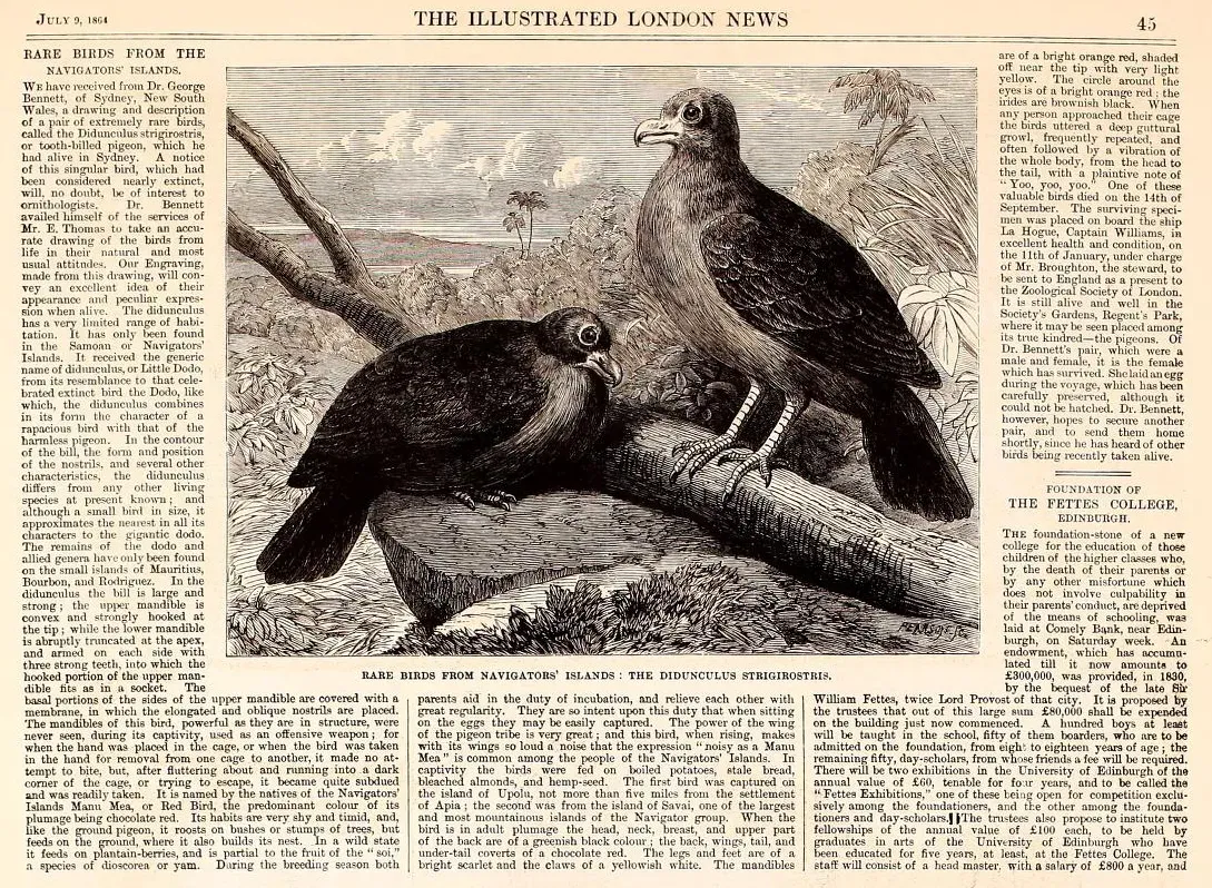 File:Didunculus strigirostris ILN.jpg