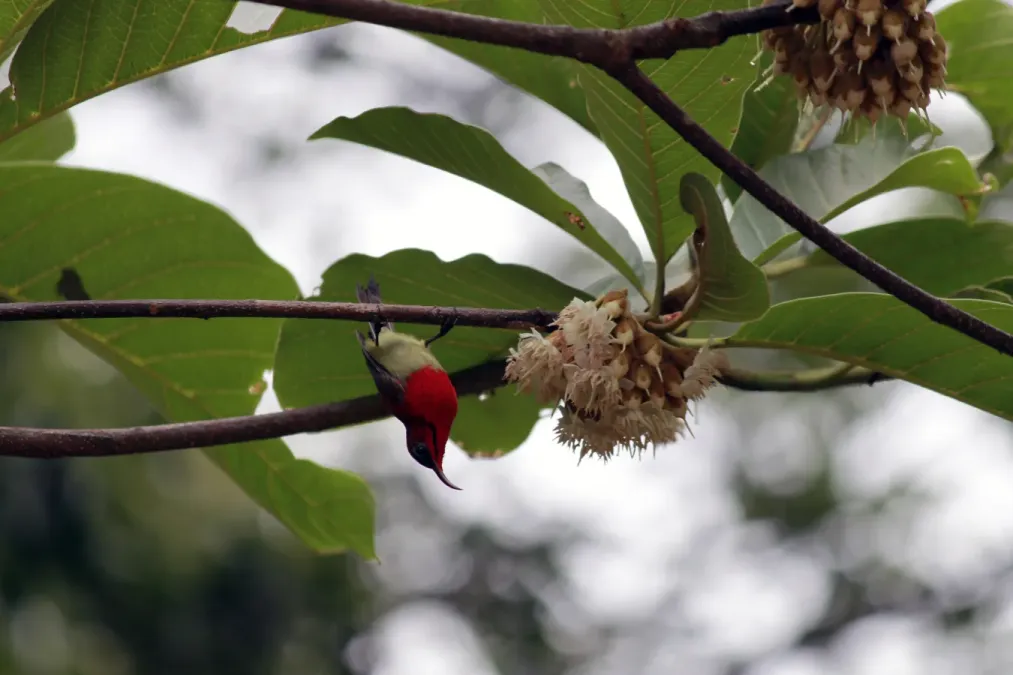 File:Aethopyga siparaja seheriae Panchkhal.JPG