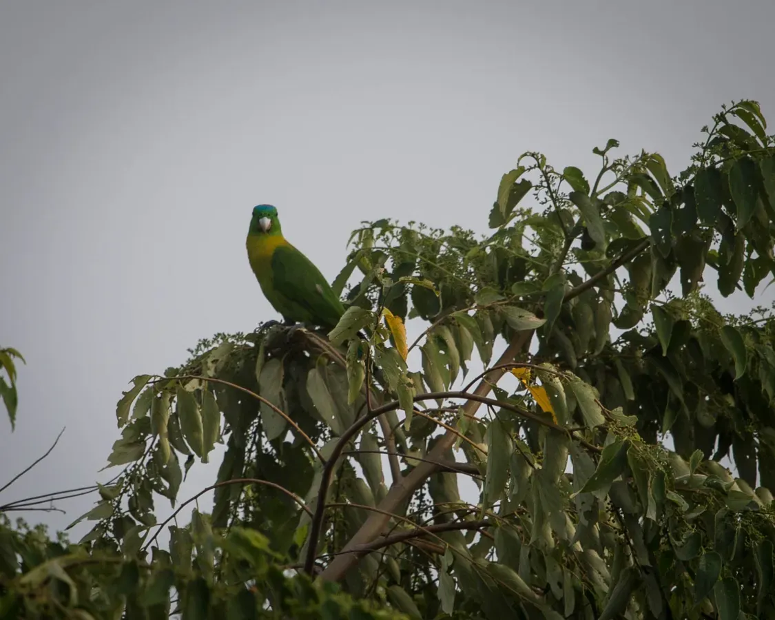 File:Prioniturus flavicans -North Sulawesi, Indonesia-8.jpg