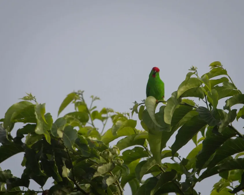 File:Loriculus stigmatus -North Sulawesi, Indonesia -male-8.jpg