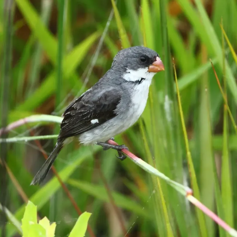 File:Sporophila leucoptera - White-bellied Seedeater (male).jpg