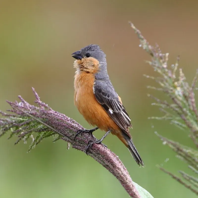 File:Sporophila hypoxantha - Tawny-bellied Seedeater (male).jpg