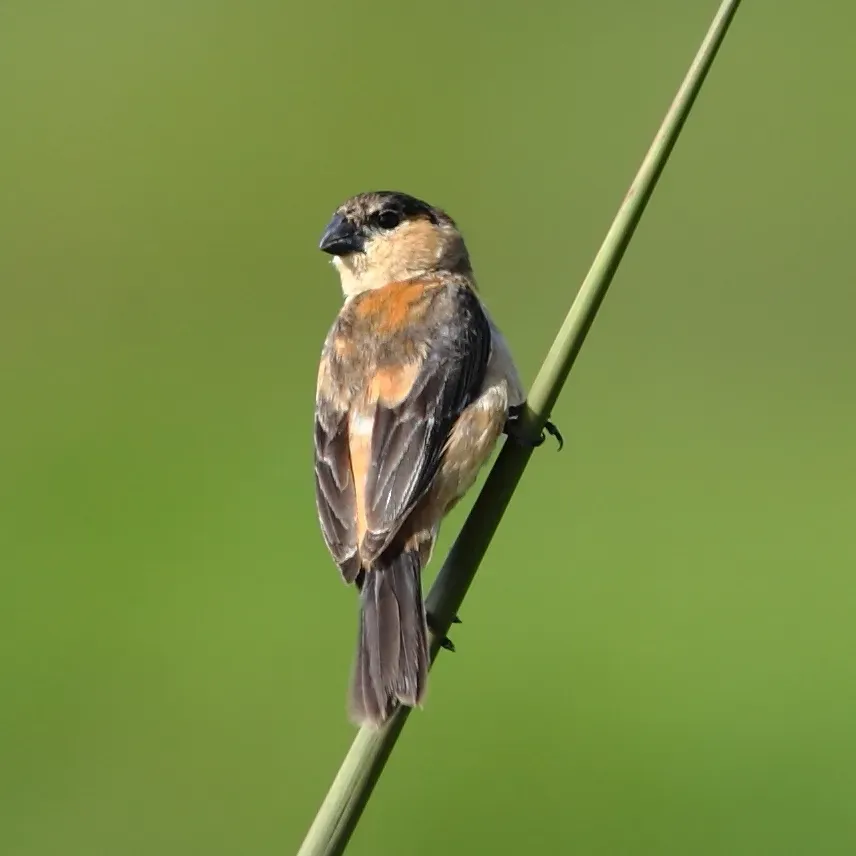 File:Sporophila bouvreuil - Copper Seedeater (male).JPG
