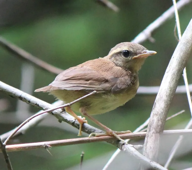 File:Urosphena squameiceps (0s2).JPG