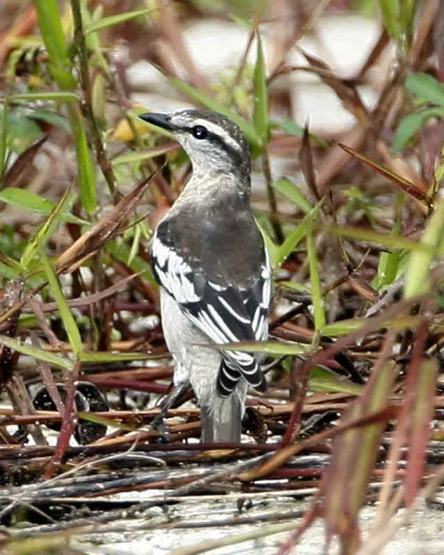 File:Pied Triller (Lalage nigra striga) female.jpg