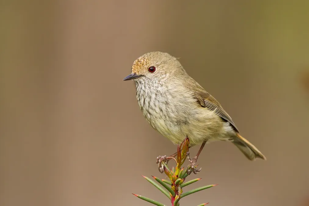 File:Brown Thornbill (Acanthiza pusilla).jpg