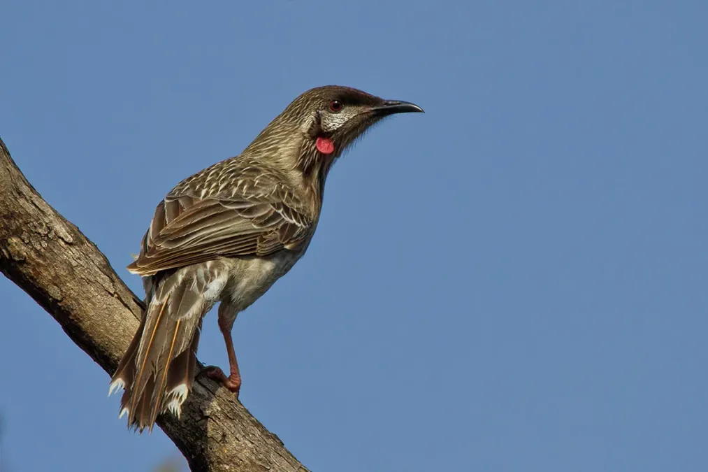 File:Red Wattlebird (Anthochaera carunculata).jpg