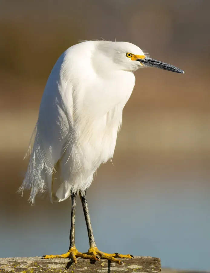 File:Egretta thula at Las Gallinas Wildlife Ponds.jpg