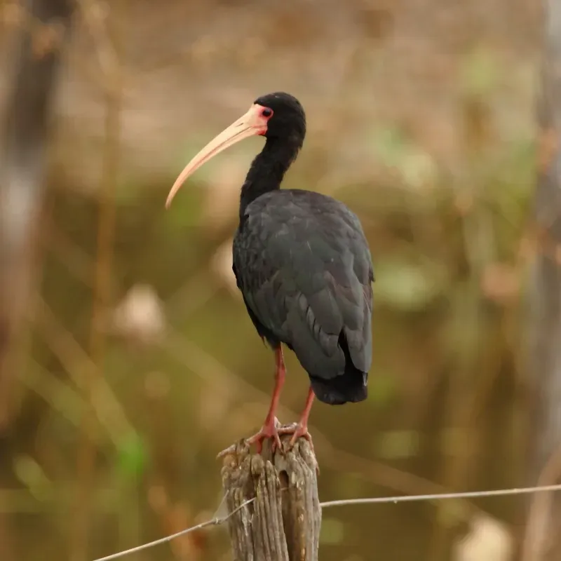 File:Phimosus infuscatus - Bare-faced Ibis 2.jpg