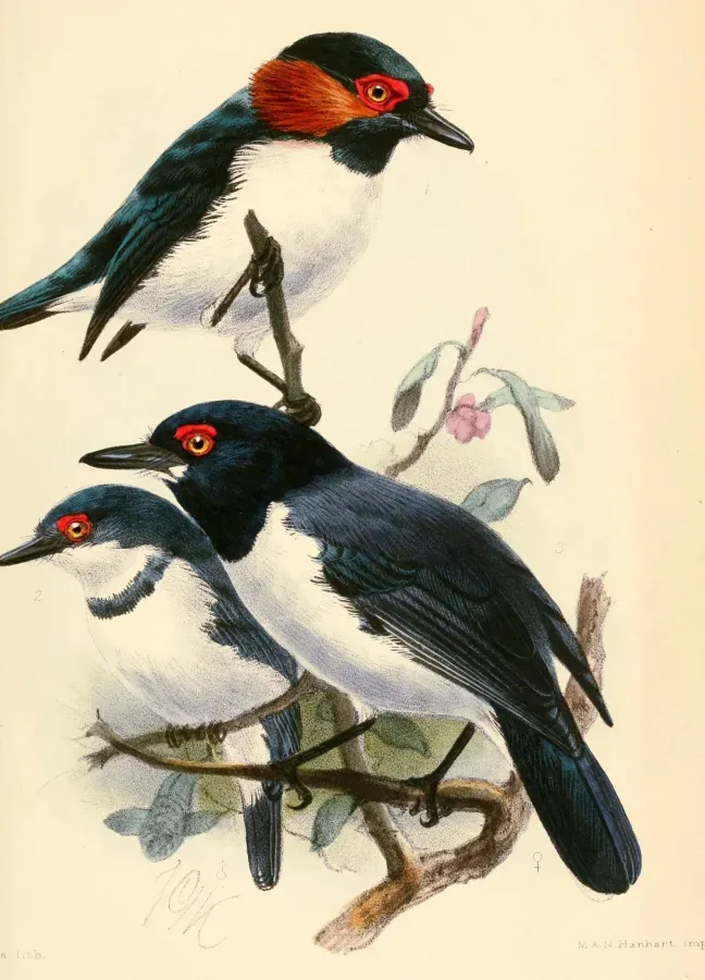 File:Platysteira peltata 1873.jpg