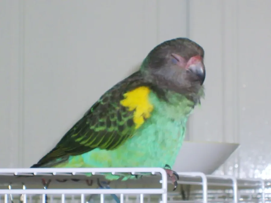 File:Poicephalus meyeri (pet on top of a cage).jpg