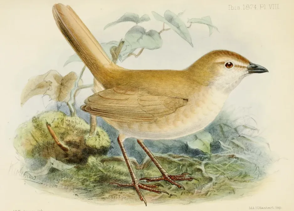 File:Teledromas fuscus 1874.jpg