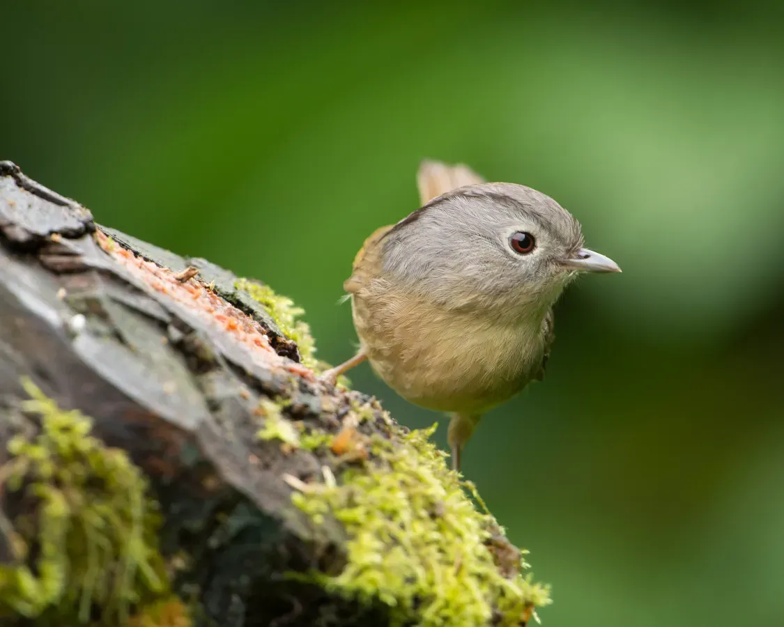 File:Yunnan Fulvetta (Alcippe fratercula).jpg