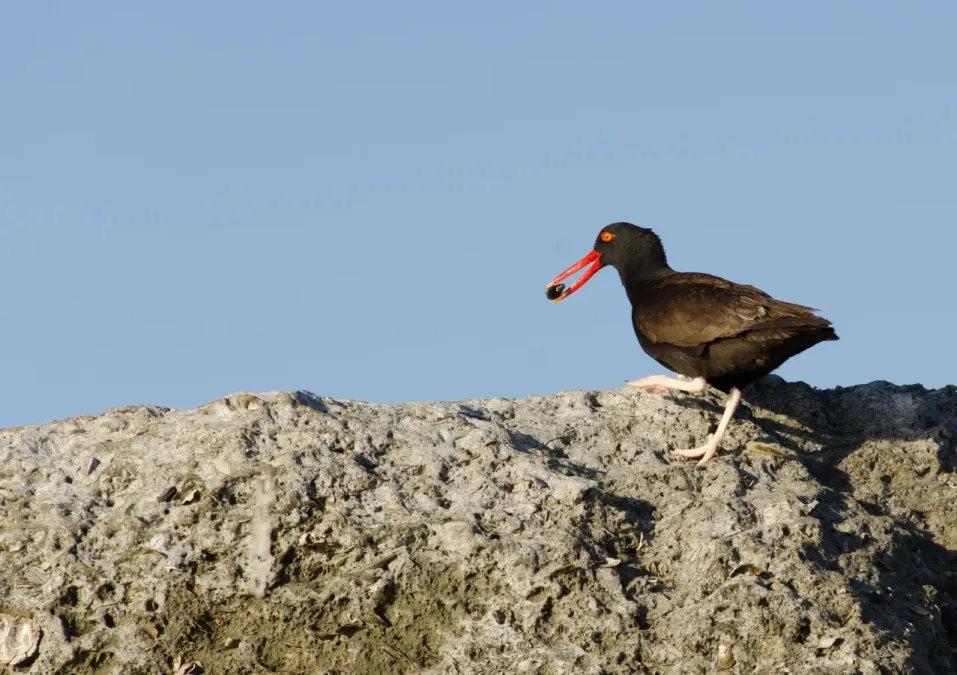 File:Haematopus ater u Ostrero negro.jpg